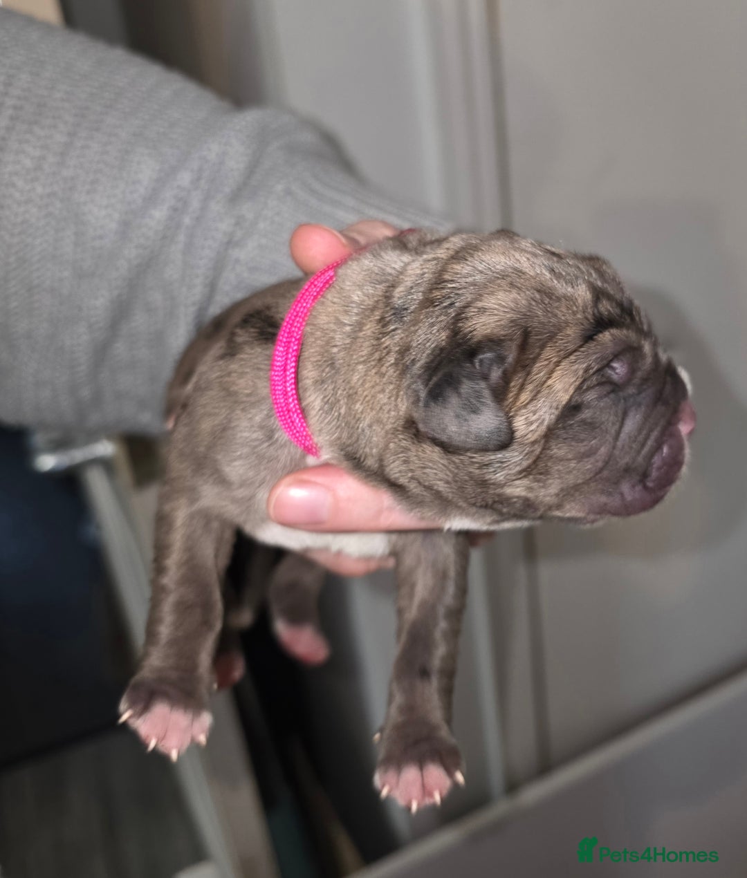 Boxer dogs for sale: Beautiful Boxer cross - Image 8