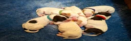 Cocker Spaniel dogs for sale: Working cocker spaniel puppies - Advert 10