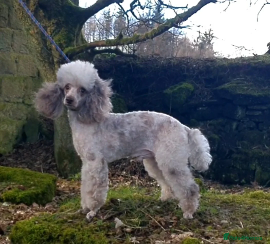 Poodle dogs for stud:  CHOCOLATE MERLE PHANTOM CARRYING PARTI in Todmorden - Advert 2