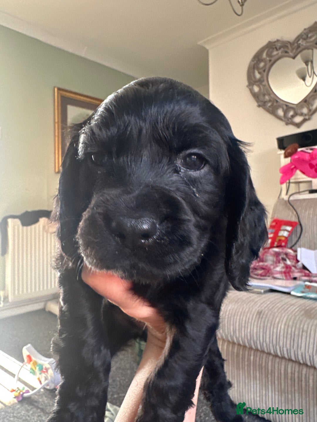 Cocker Spaniel dogs for sale: Beautiful Cocker Spaniel Puppies - Image 38