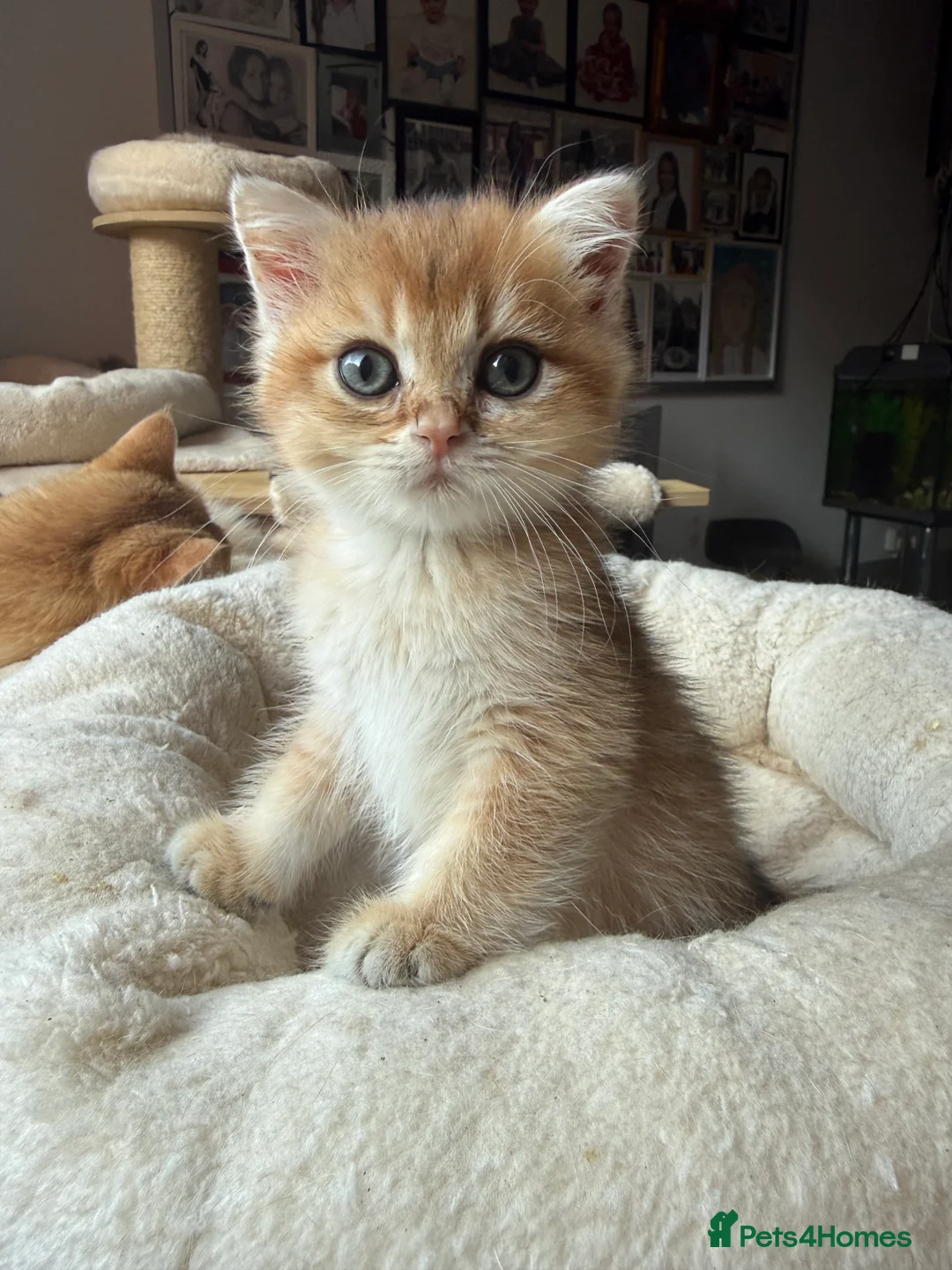 British Shorthair cats for sale: GCCF reg BSH Last Chocolate Gold Blue Eyes Female - Advert 22