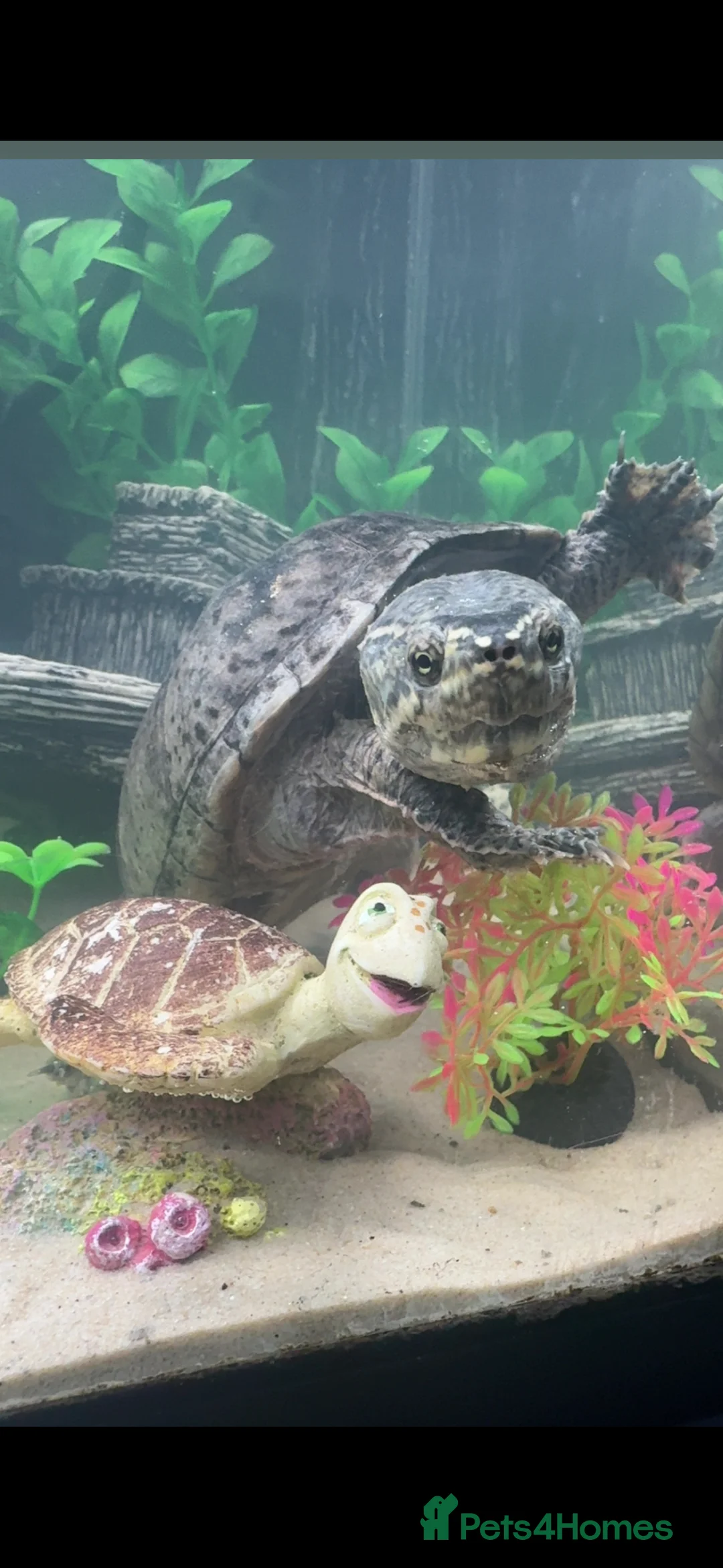 Turtle reptiles for sale: Male and female pair of musk turtles.  - Advert 1