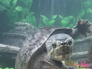 Turtle reptiles Male and female pair of musk turtles. - Advert 1