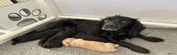 Cocker Spaniel dogs for sale: 2 cocker spaniel bitches for sale  in Aylesbury - Advert 6