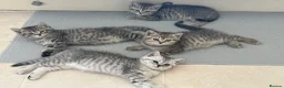 British Shorthair cats for sale: 🐾 Exceptional GCCF British Shorthair Kittens 🐾 - Advert 18