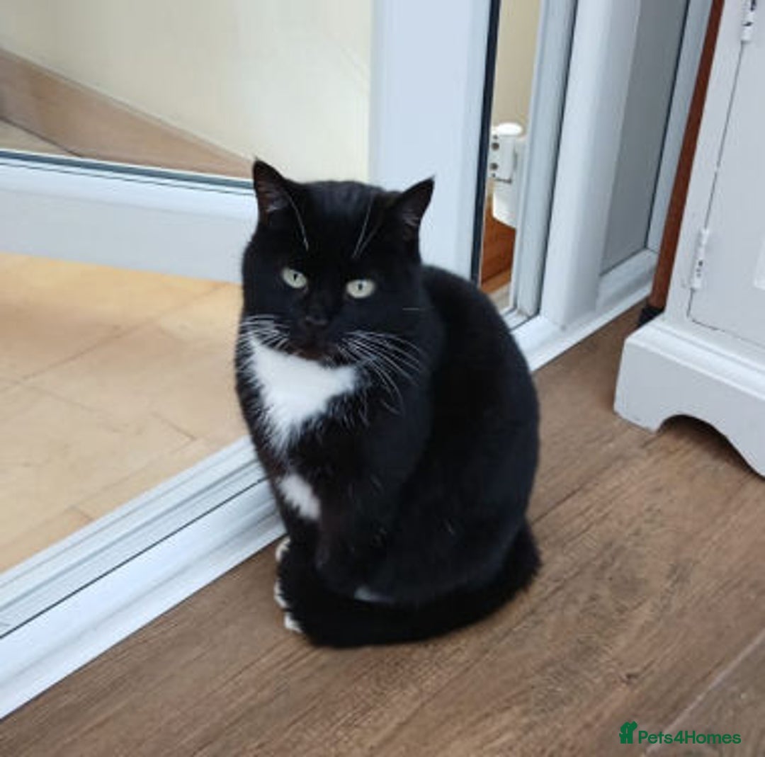 Mixed Breed cats for adoption: DAISY - Advert 4