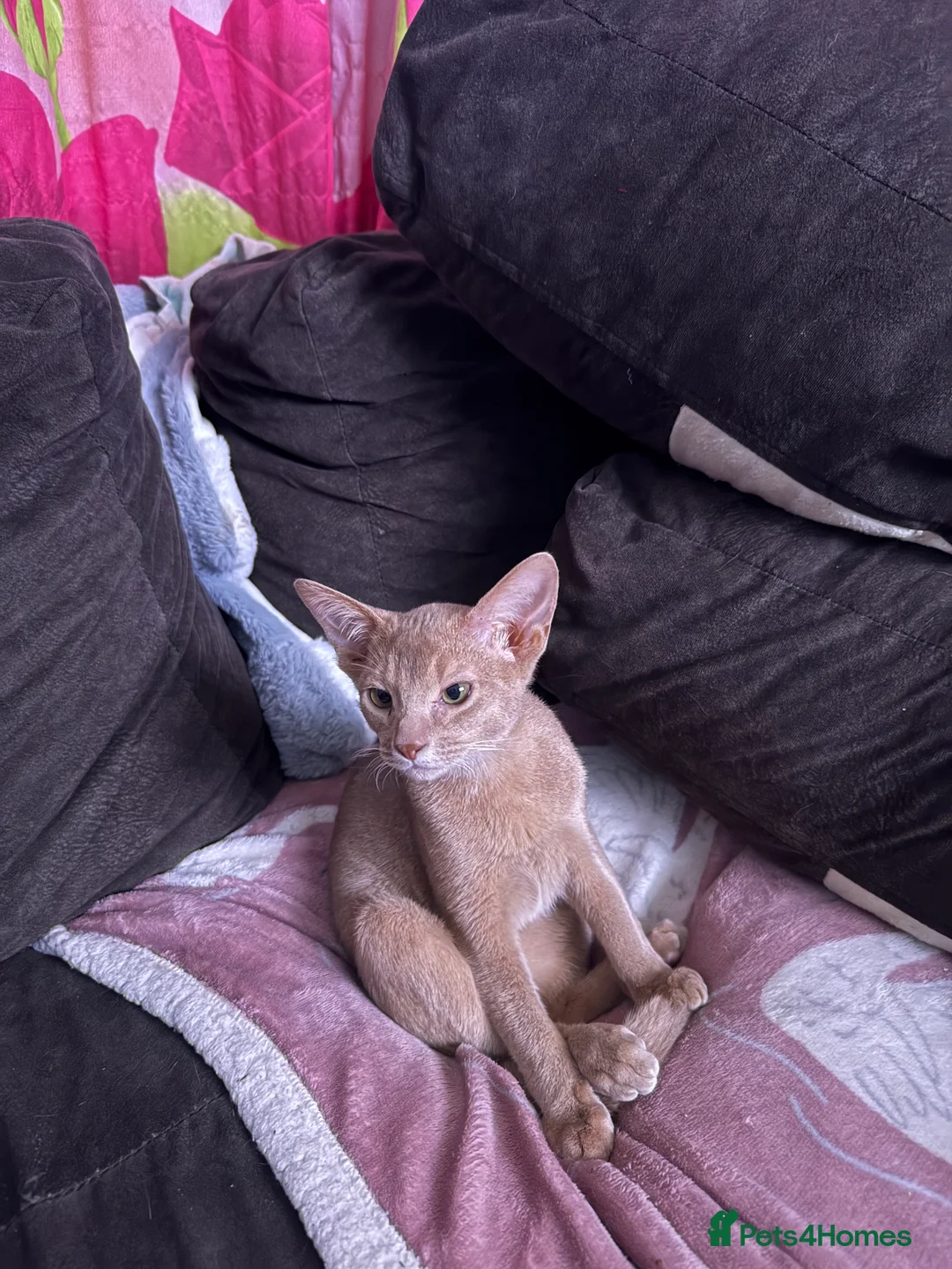 Abyssinian cats for sale: Fawn boy kitten, ready for a loving home - Advert 1
