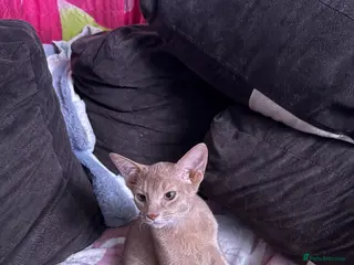 Abyssinian cats Fawn boy kitten, ready for a loving home - Advert 3