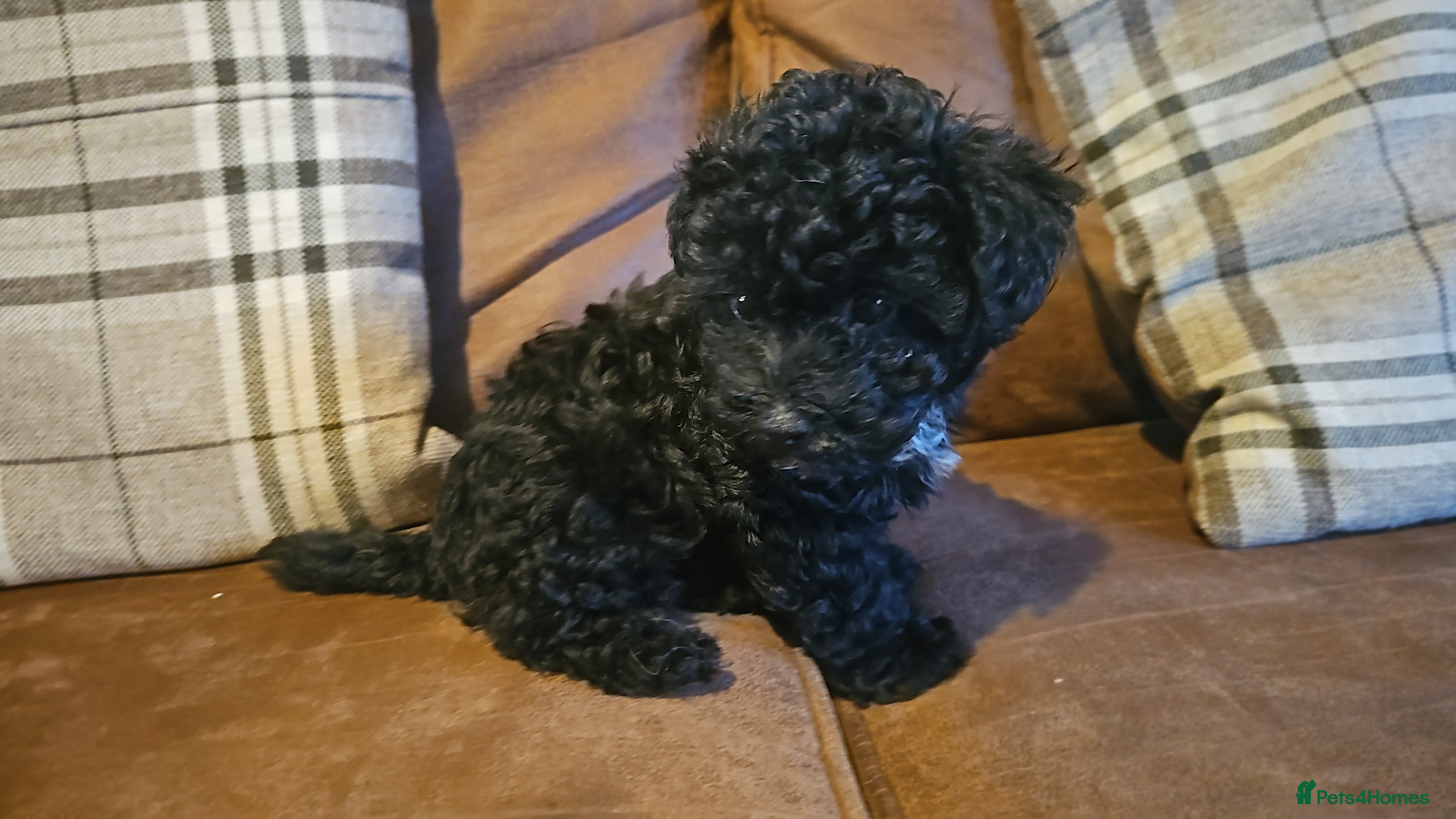 Yorkshire Terrier dogs yorkiepoo  - Advert 5