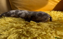 Miniature Dachshund dogs for sale: Miniature Dachshund stunning puppies  - Image 5
