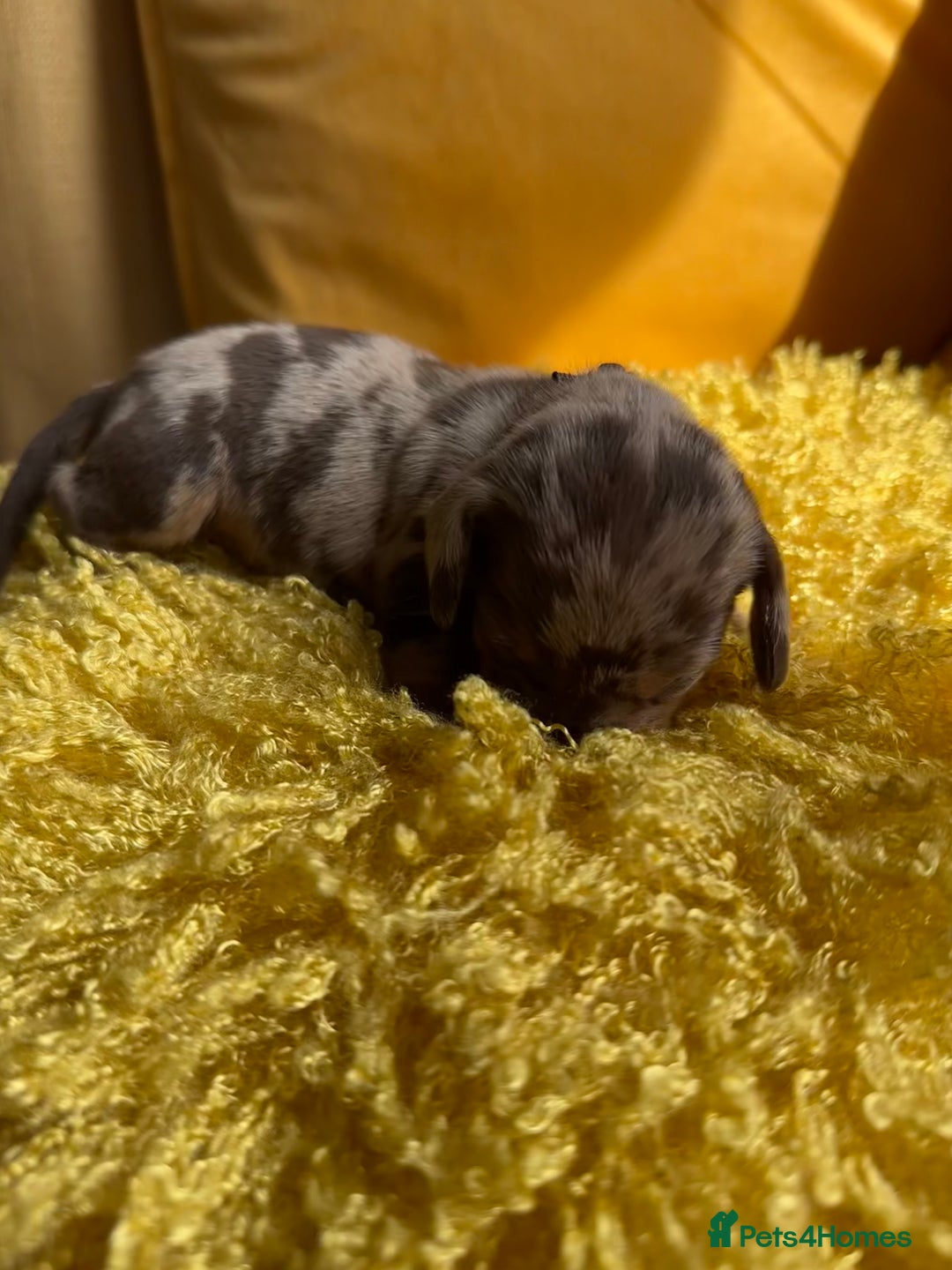Miniature Dachshund dogs for sale: Miniature Dachshund stunning puppies  - Image 5