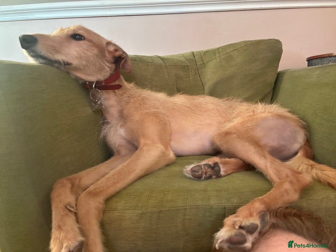 Mixed Breed dogs for sale: Rudy, 3 year old Saluki Greyhound - FREE  - Image 2