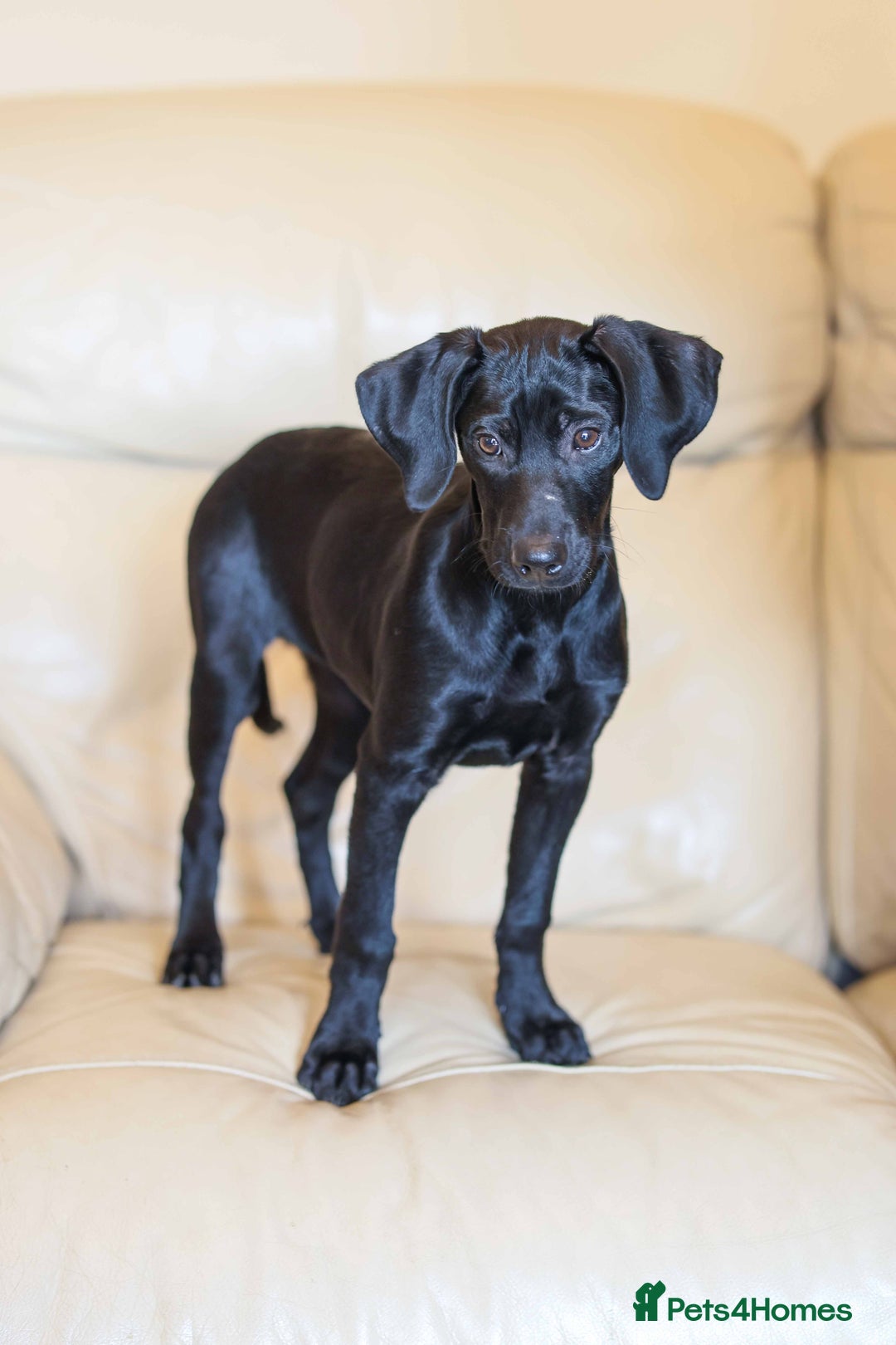 Mixed Breed dogs for adoption: Ms Bean - Image 3