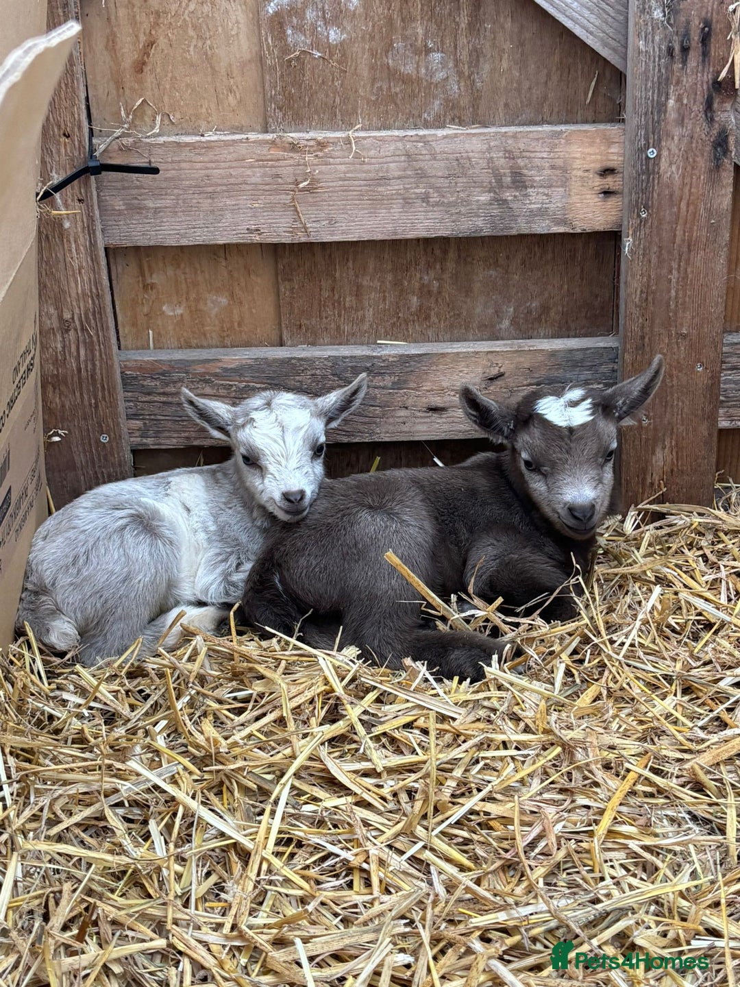 Goats livestock for sale: Small male and female pygmy goats - Advert 1