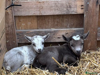 Goats livestock Small male and female pygmy goats - Advert 4
