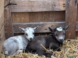Goats livestock Small male and female pygmy goats - Advert 16