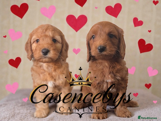 Cockapoo dogs 🐶THE MOST PERFECT SHOW SPANIELS and F1 COCKAPOOS - Advert 1