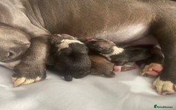 American Bully dogs for sale: ABKC pocket bullys - Image 11