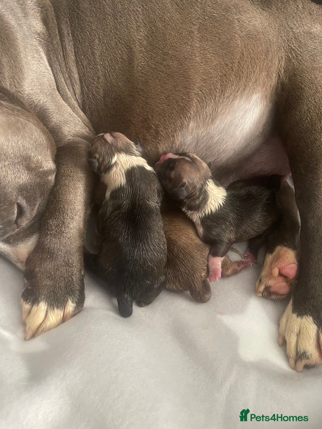American Bully dogs for sale: ABKC pocket bullys - Image 11