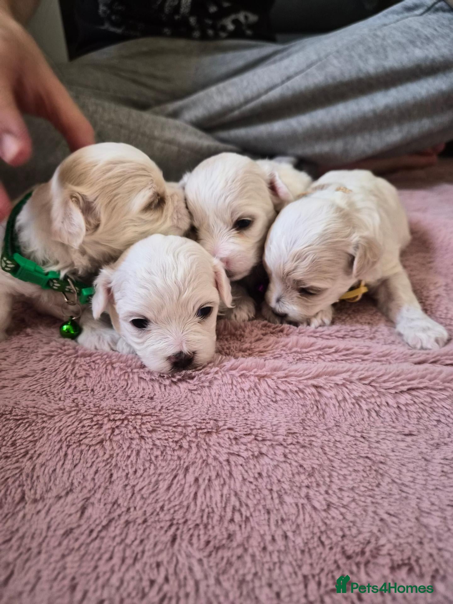 Maltipoo dogs Premium Isabella & Ivory Mini Maltipoo F2   - Advert 1