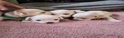 Maltipoo dogs for sale: Premium Isabella & Ivory Mini Maltipoo F2   in Pontefract - Advert 1