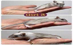 Gerbil rodents for sale: Beautiful friendly baby gerbils  - Image 12