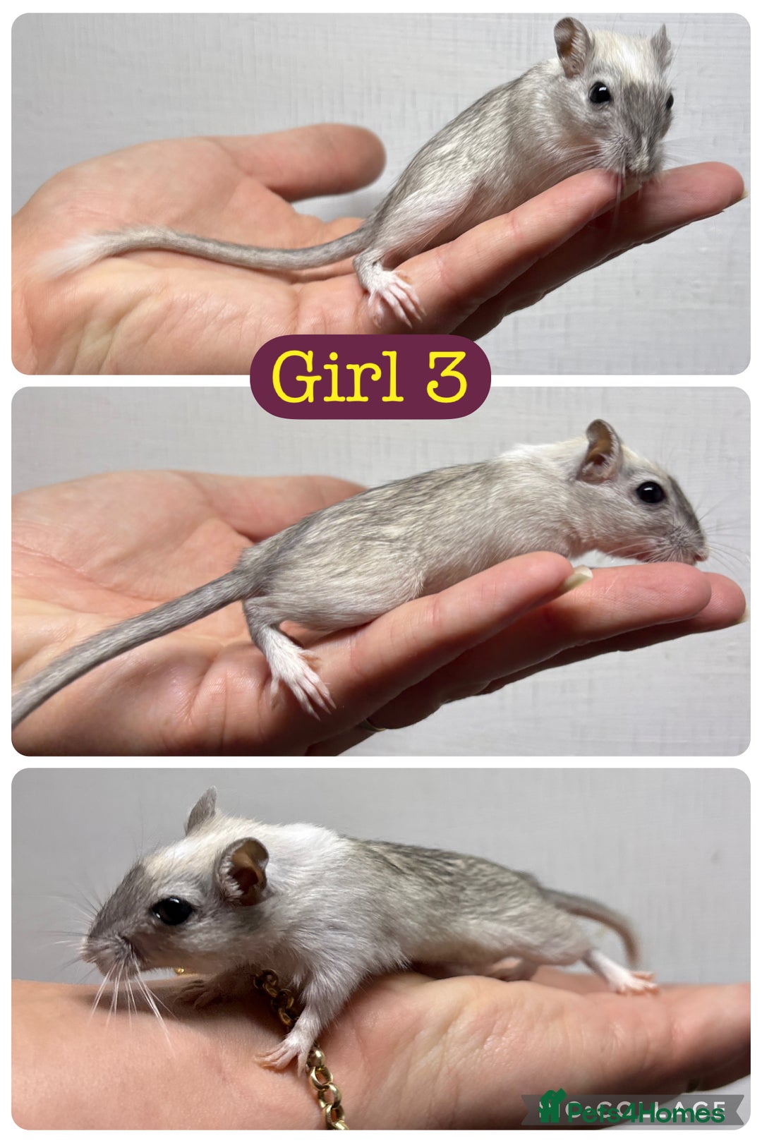 Gerbil rodents for sale: Beautiful friendly baby gerbils  - Image 12