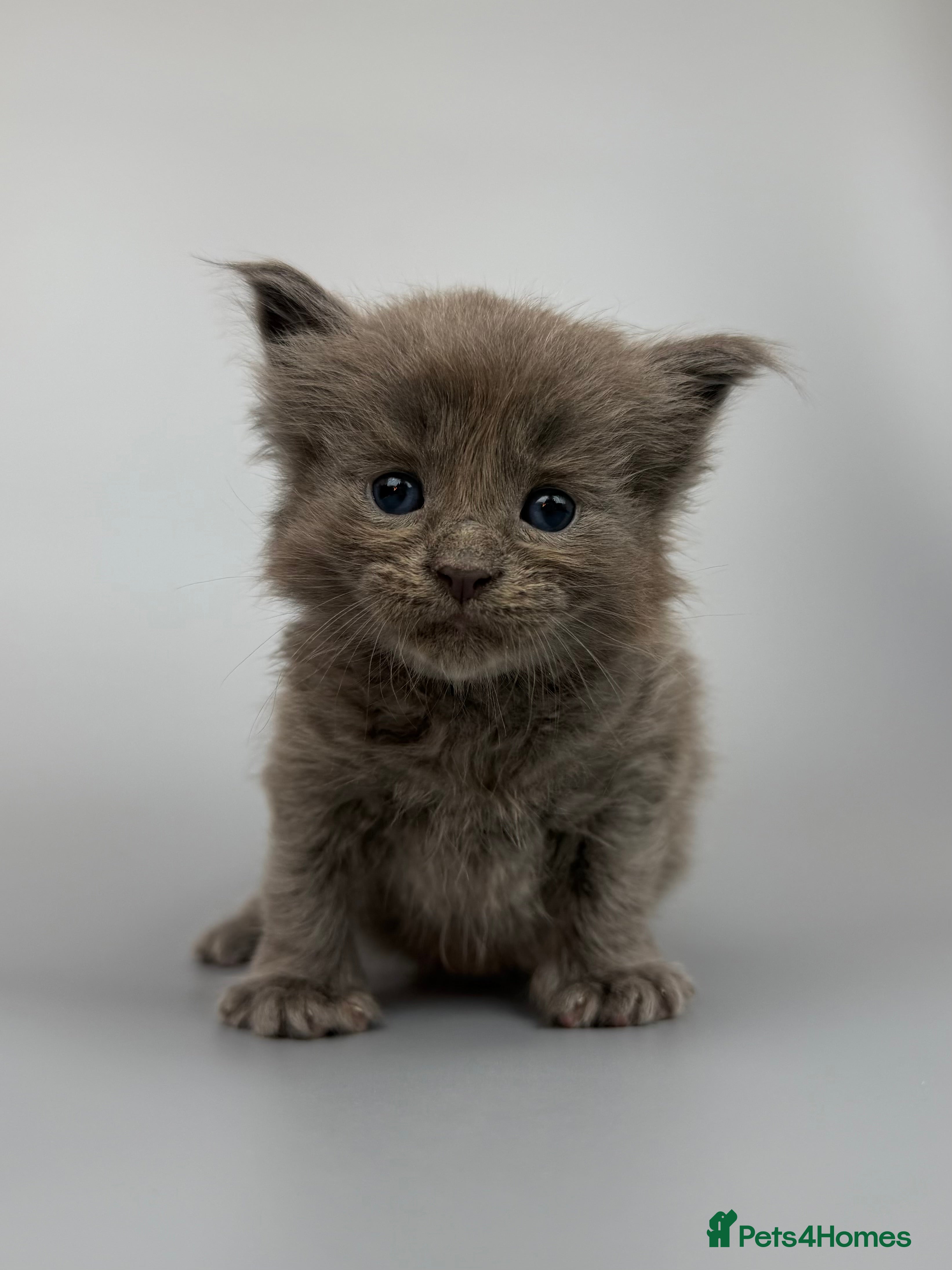 Mixed Breed cats 🤍 RAGDOLL X MC KITTENS | HEALTH-TESTED PARENTS - Advert 9