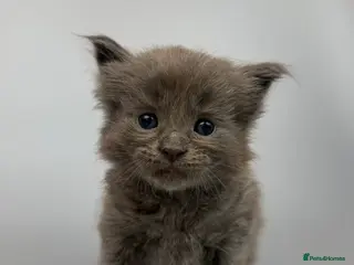 Mixed Breed cats 🤍 RAGDOLL X MC KITTENS | HEALTH-TESTED PARENTS - Advert 9