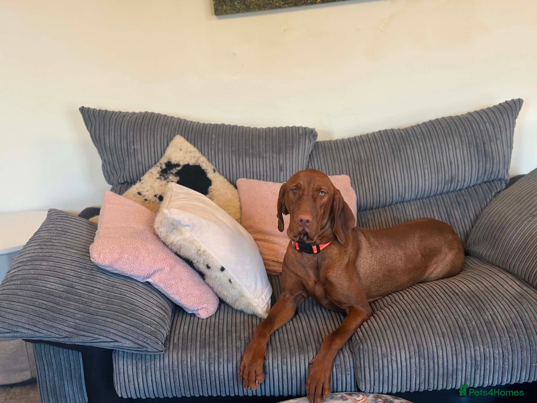 Hungarian Vizsla dogs 10month old girl for forever pet home - Advert 1