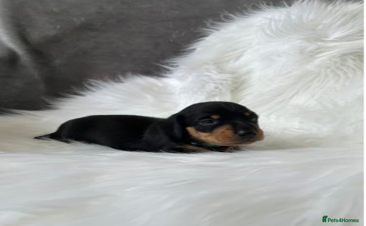 Miniature Dachshund dogs - Advert 7