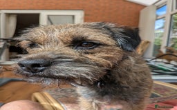 Border Terrier dogs for sale: Home bred border terrier pups - Image 2