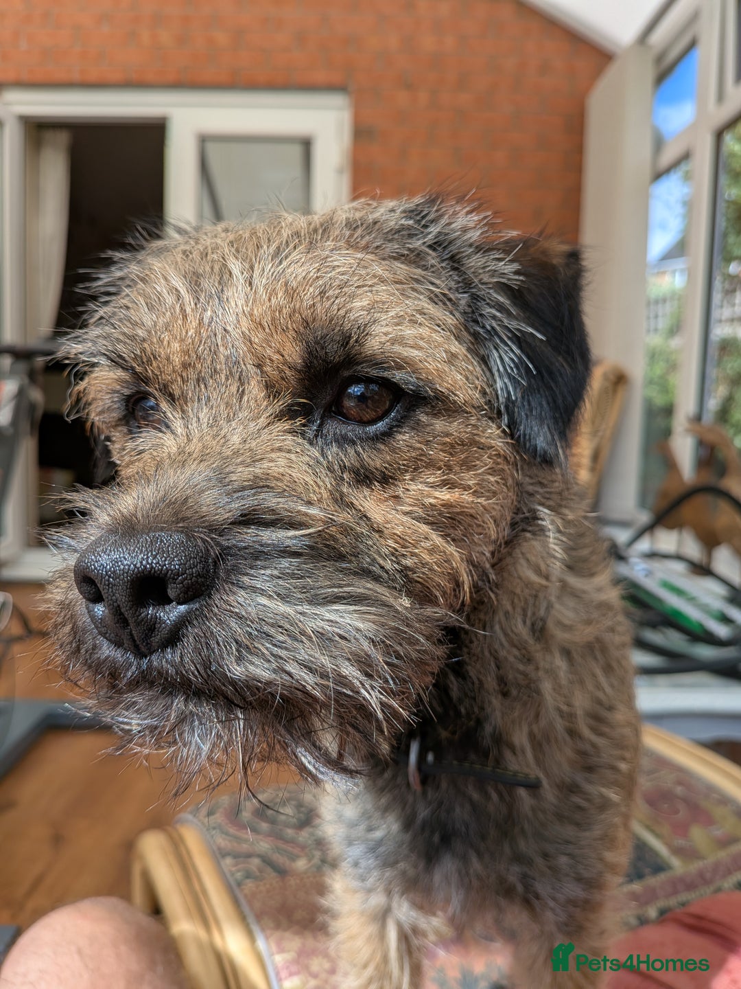 Border Terrier dogs for sale: Home bred border terrier pups - Image 2