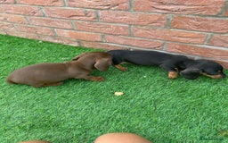 Miniature Dachshund dogs for sale: Beautiful miniature Dachshund puppies  - Image 10