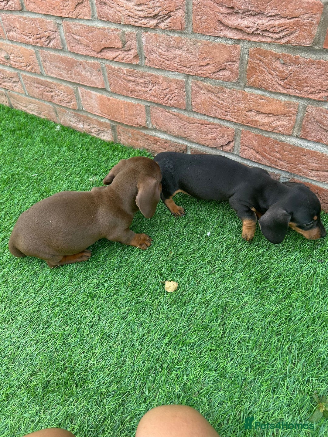 Miniature Dachshund dogs for sale: Beautiful miniature Dachshund puppies  - Image 10