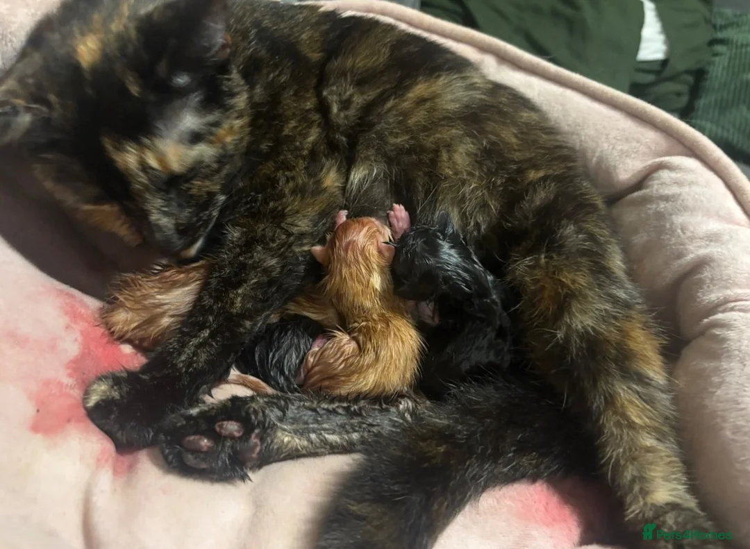 Mixed Breed cats for sale: 8 happy healthy kittens - Advert 2