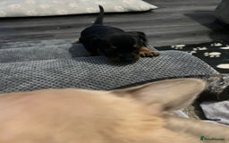 Mixed Breed dogs for sale: Miniature dachshund X French bulldog  - Image 15