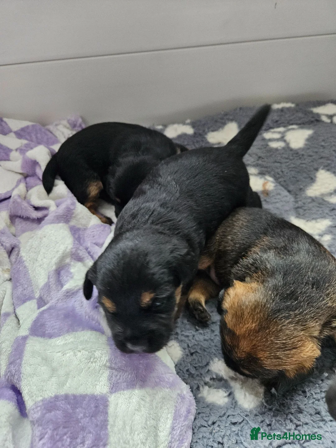 Border Terrier dogs for sale: Border terrier puppies  in Houghton le Spring - Advert 2