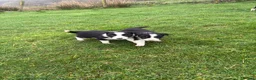 Border Collie dogs for sale: Border Collie Pups for sale  in Llandrindod Wells - Advert 2