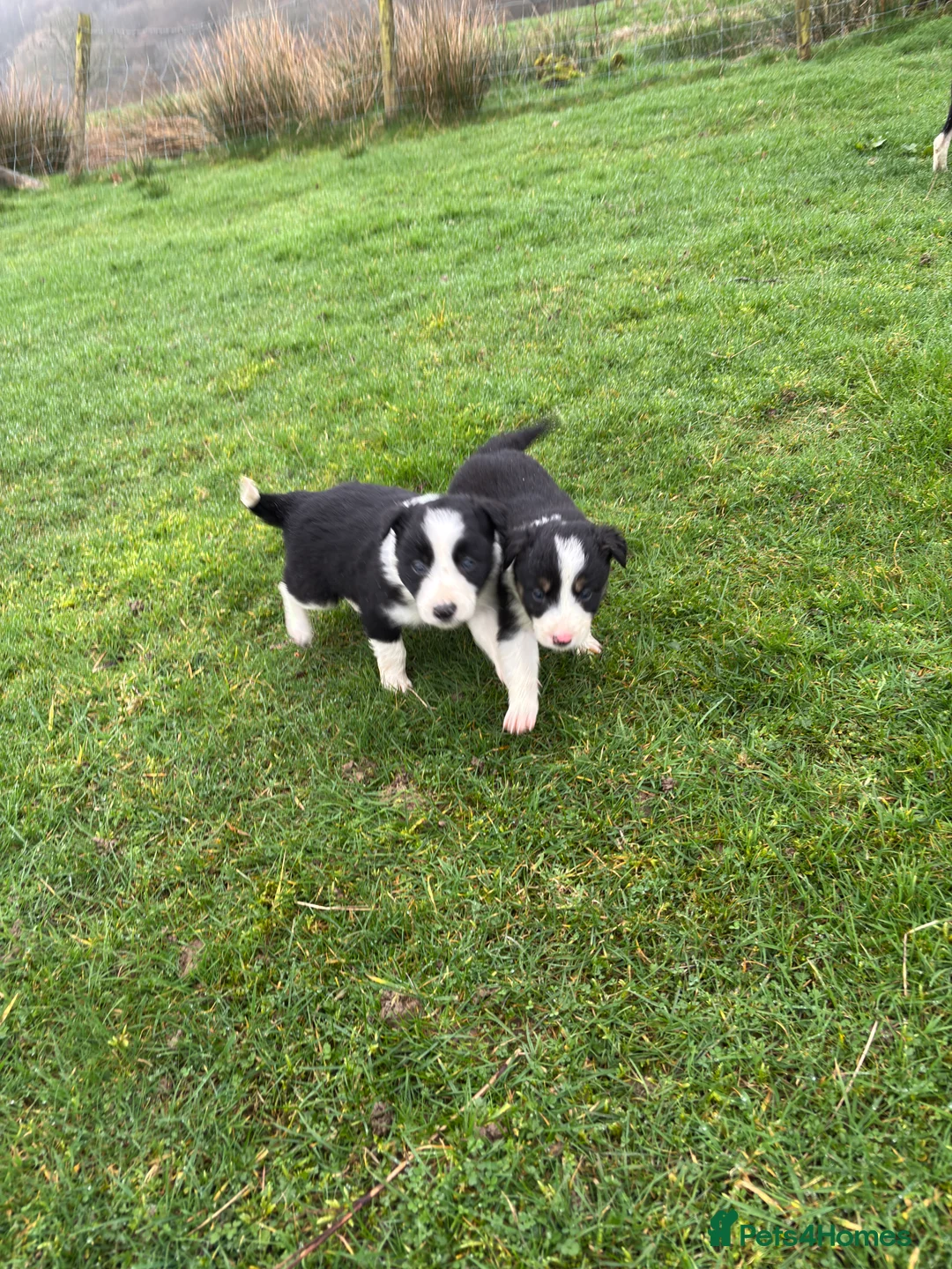 Border Collie dogs for sale: Border Collie Pups for sale  in Llandrindod Wells - Advert 2