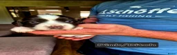 English Springer Spaniel dogs for sale: Working Springer Spaniel - Advert 8