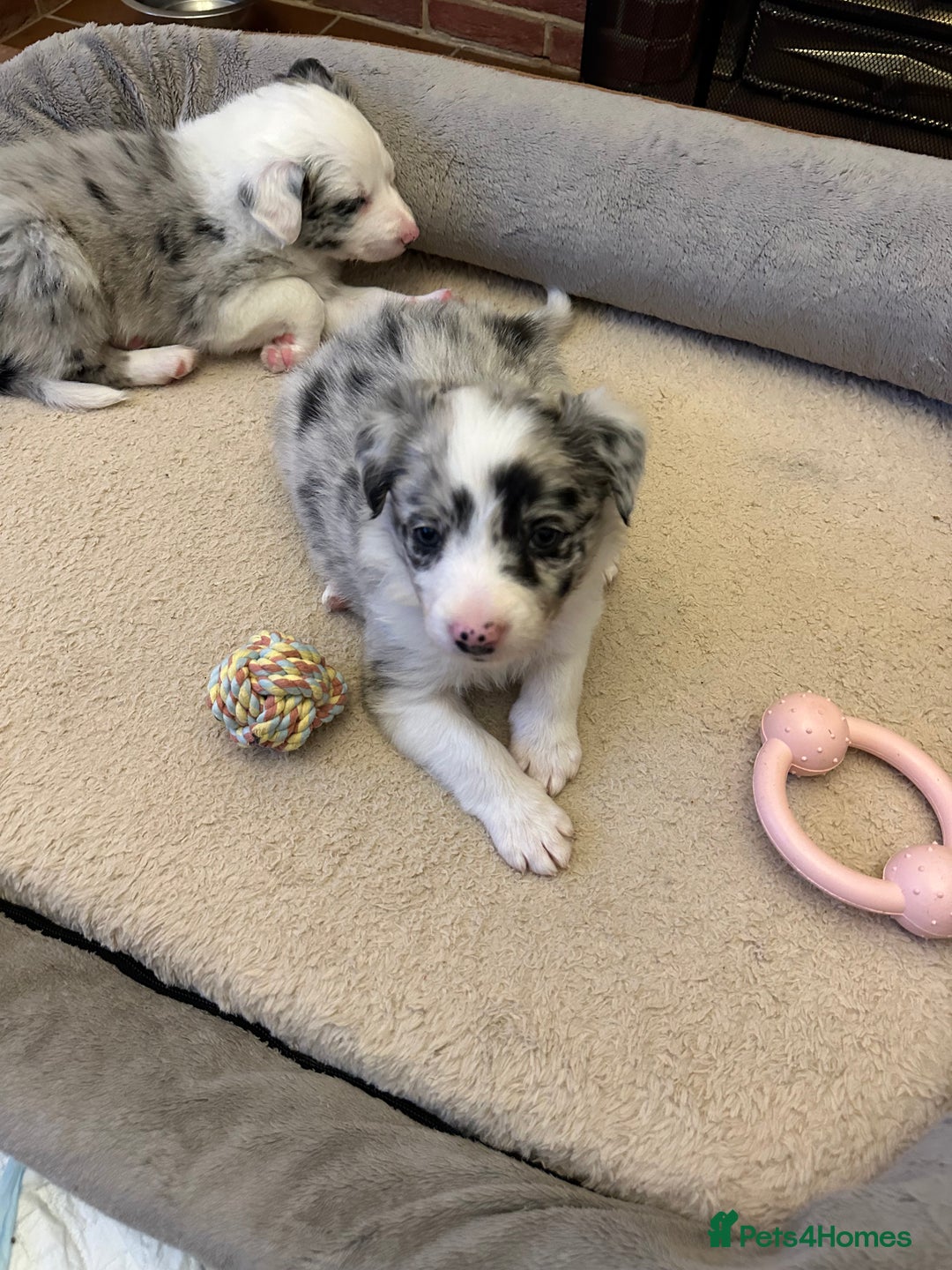 Border Collie dogs for sale: Beautiful litter of 8 border collies puppies - Advert 27