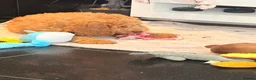 Mini Goldendoodle dogs for sale: LAST BOY mini Goldendoodle - Advert 4