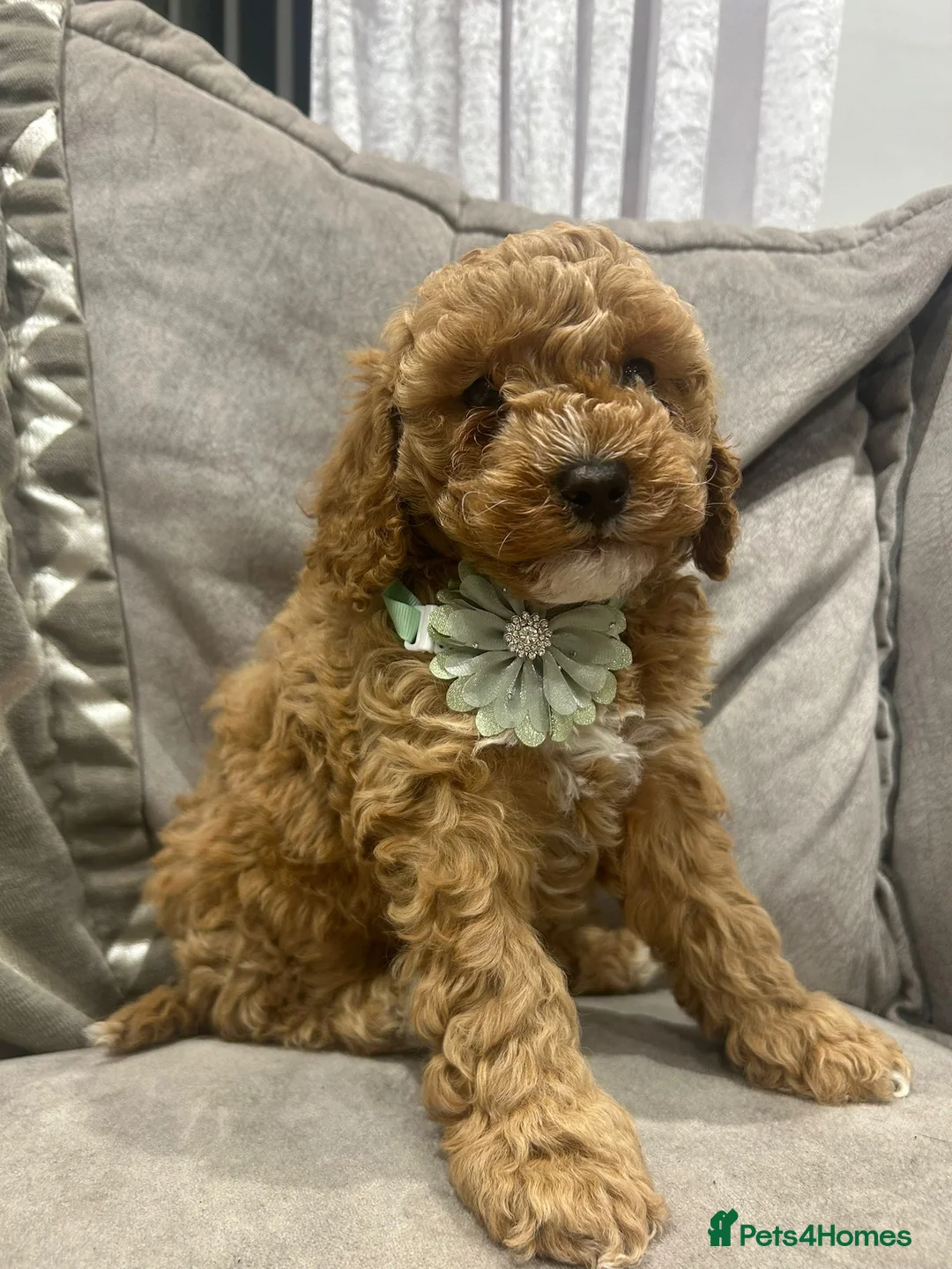 Cavapoo dogs for sale: F1b cavapoo puppies - Advert 4