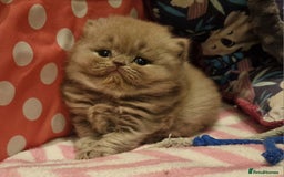 British Shorthair cats for sale: Tica registered British Shorthair kittens Champion - Image 32