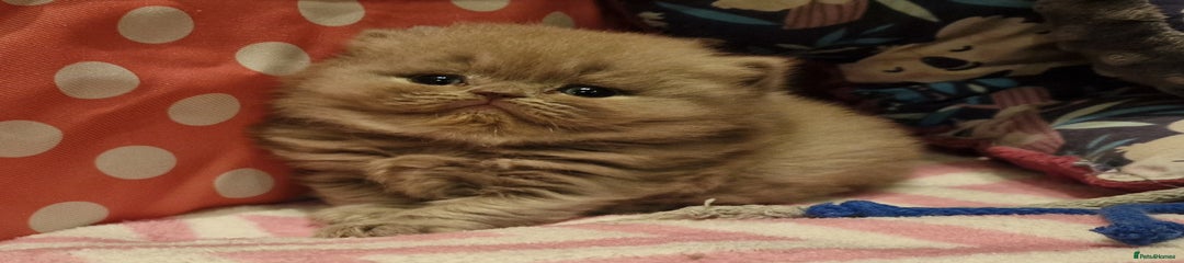 British Shorthair Kitten 3