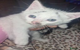Mixed Breed cats for sale: Two lovely kittens  - Image 2