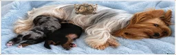 Yorkshire Terrier dogs for sale: BLUEBERRY MERLE AND BLACK & TAN BOYS DNA TESTED - Advert 3