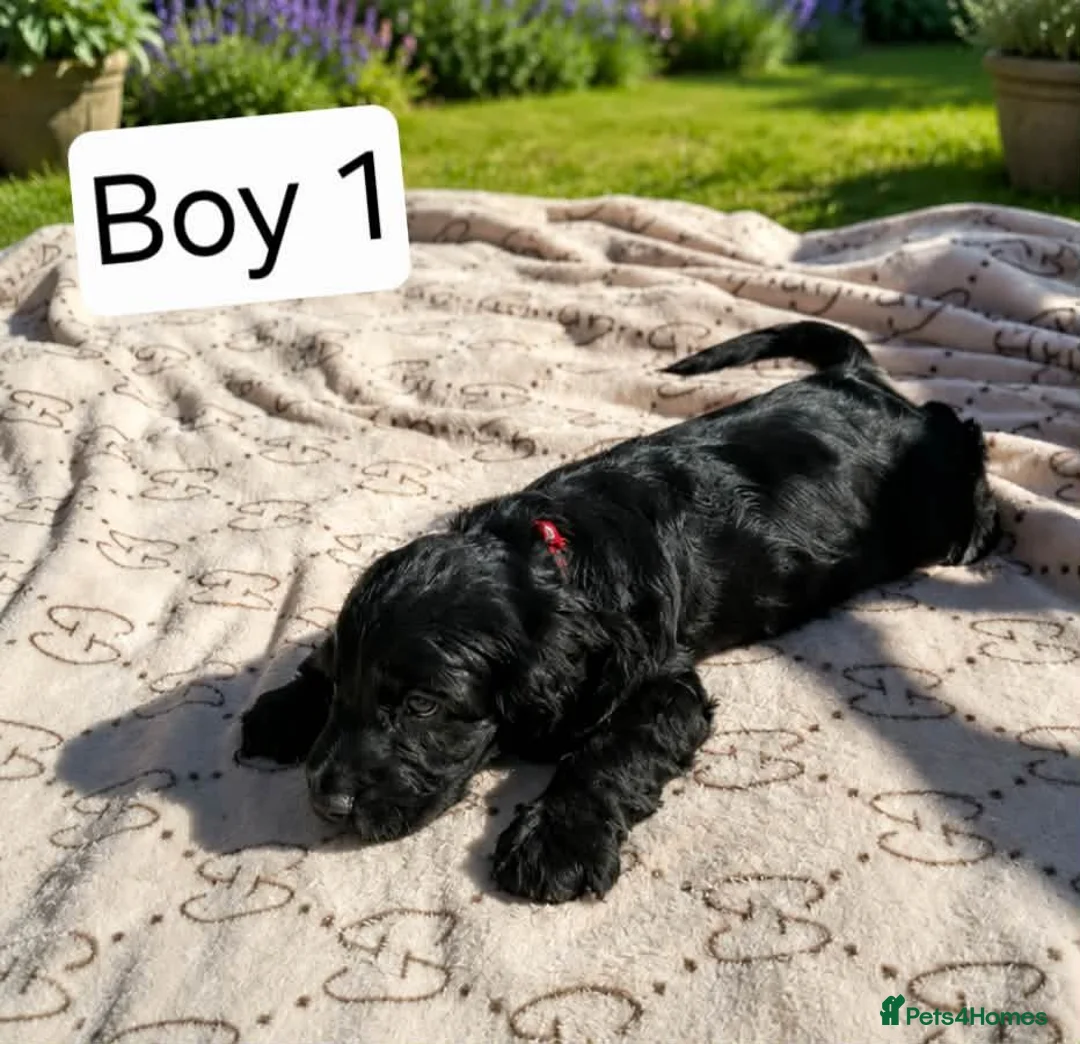 Cocker Spaniel dogs for sale: Beautiful Show Cocker Spaniel Puppies  - Advert 2