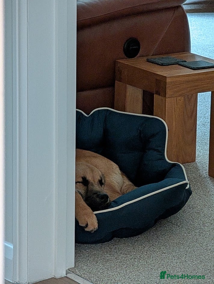 Mixed Breed dogs Moccacino  - Advert 1